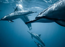 开云APP-沙尔克彻底乱套！技术总监下课+伊比解约+两人停训